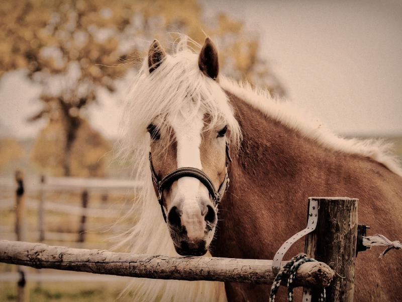 Horsevet. Eqvalan.